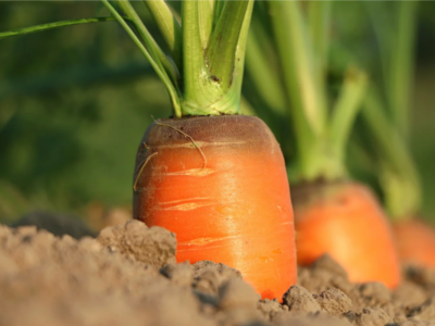 L'Agriculture à l'honneur avec AgroParisTech illustré par Svklimkin de Pixabay | Le Mahorais