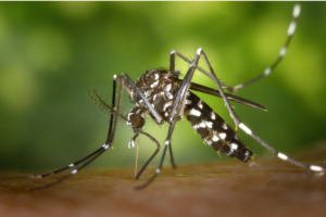 Illustration des maladies et épidémies à Mayotte par Wiki Images de Pixabay | Le Mahorais