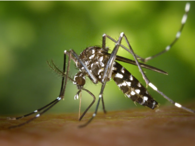Illustration des maladies et épidémies à Mayotte par Wiki Images de Pixabay | Le Mahorais