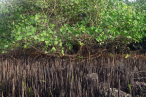 Illustration d'une mangrove par Bishnu Sarangi de Pixabay | Le Mahorais