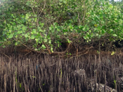 Illustration d'une mangrove par Bishnu Sarangi de Pixabay | Le Mahorais
