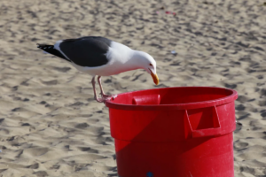 Oiseau avec poubelle par Stacey Kenndy par Pixabay | Le Mahorais